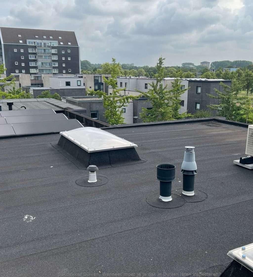 Dak Laten Inspecteren Duiven